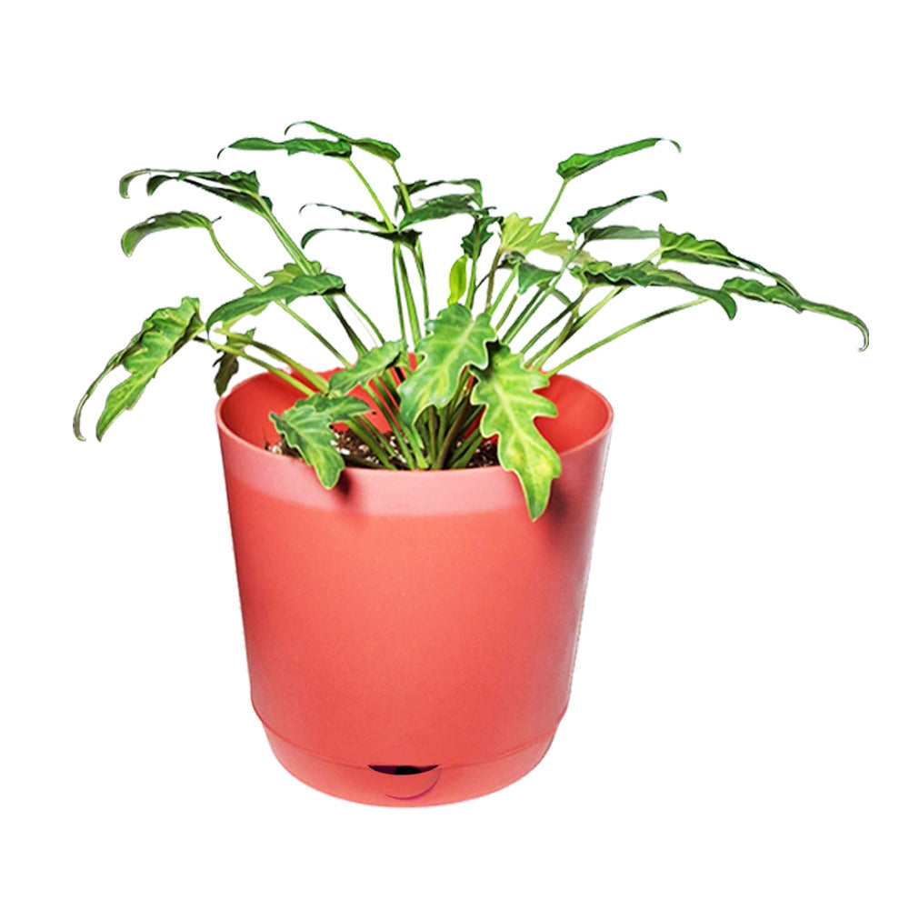 an image of Philodendron Xanadu Plant in self watering pot