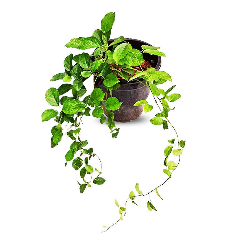 an image of a cat's claw creeper plant