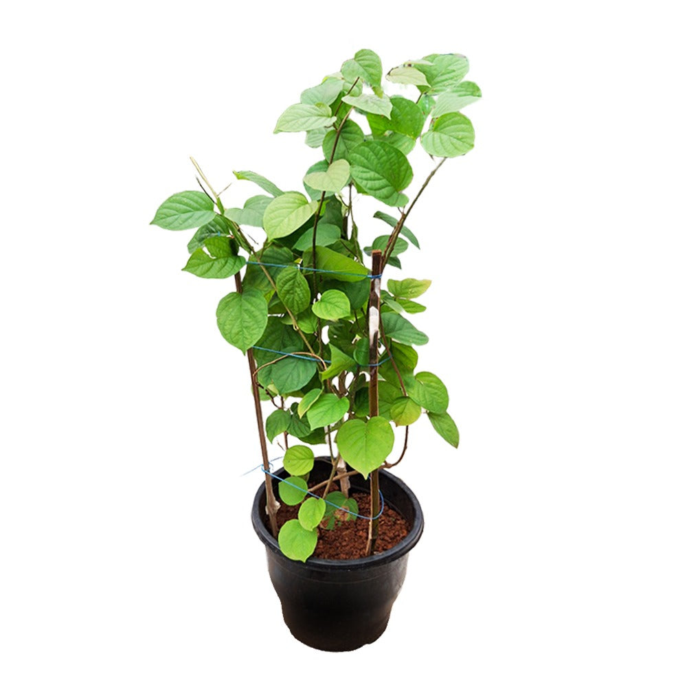 an image of mani mulla plant in a pot