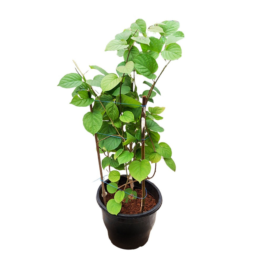 an image of mani mulla plant in a pot