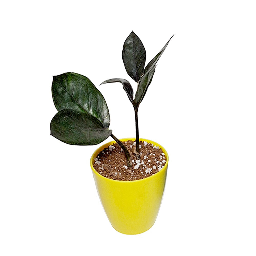 Black & Green ZZ Plant Combo With Pot