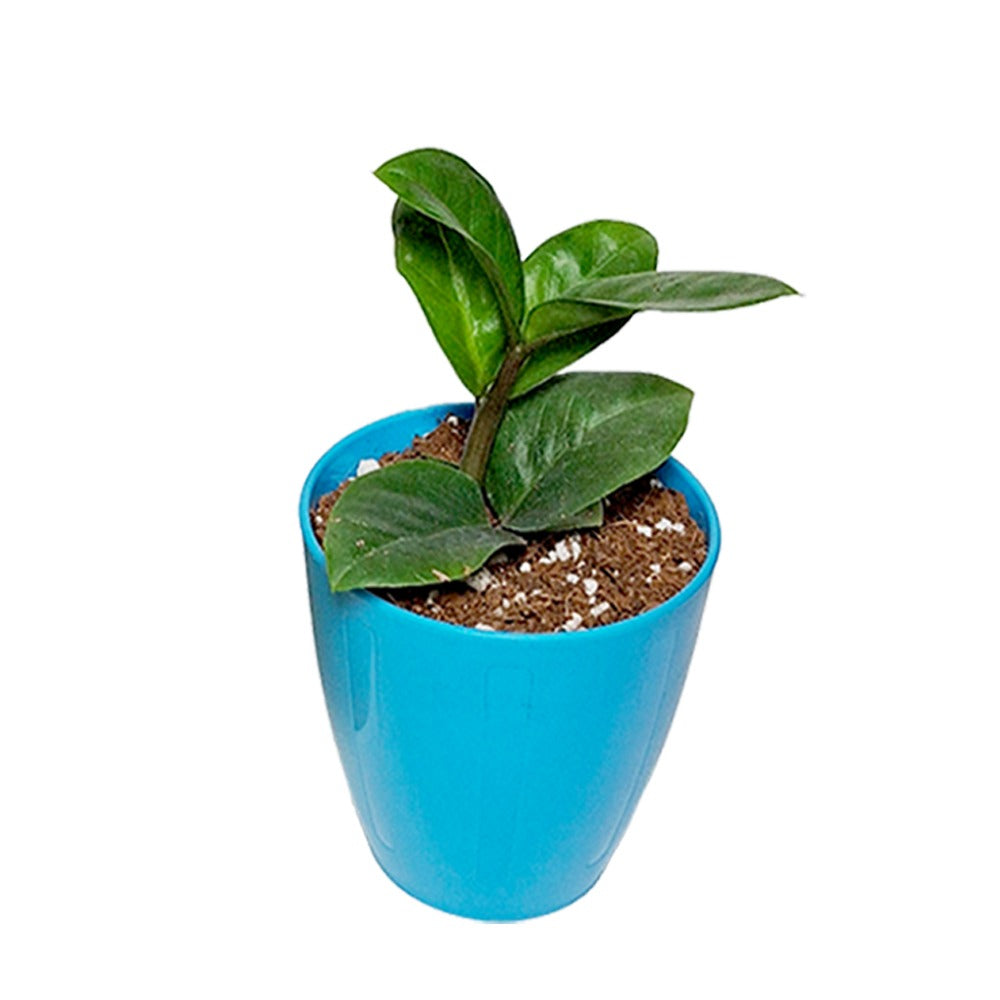 Black & Green ZZ Plant Combo With Pot