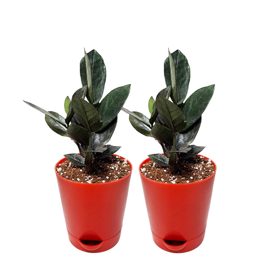 an image of two zz plant in pots