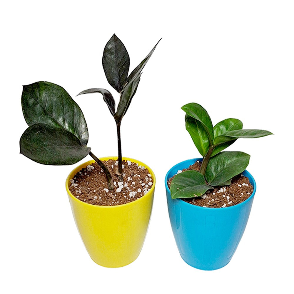 an image of black zz plant & green zz plant in pots