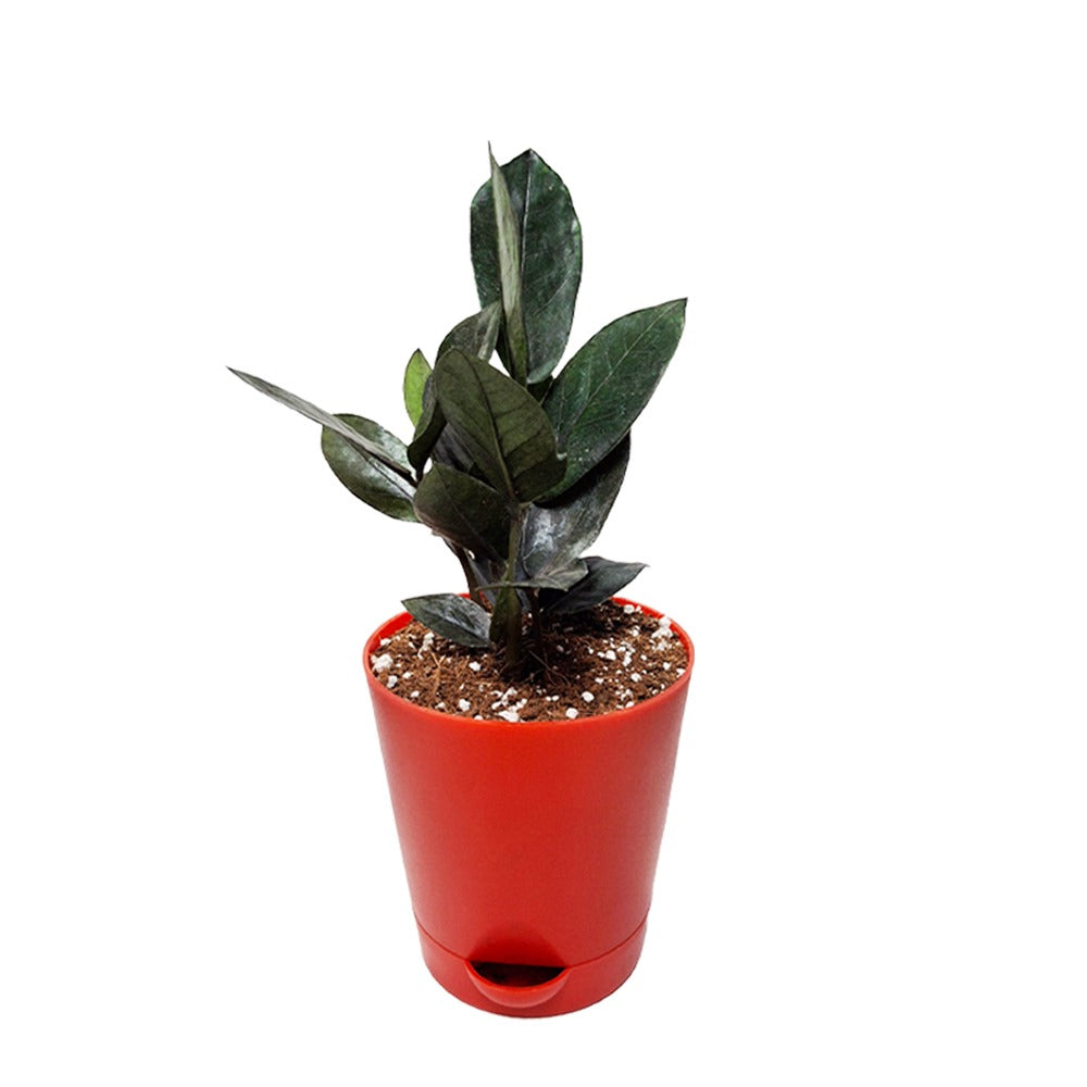 Black ZZ Plant With Self-Watring Pot