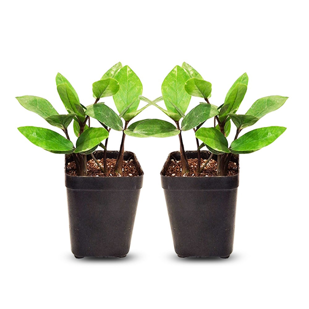 small zz plant combo in black pots