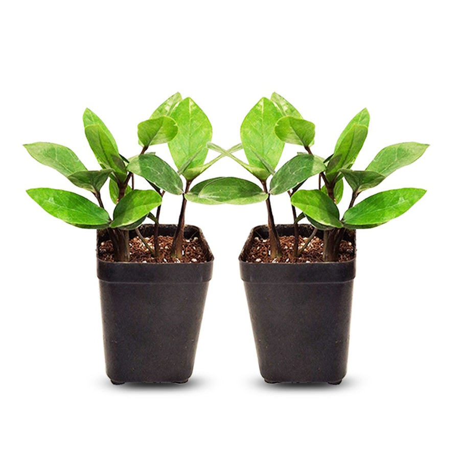 small zz plant combo in black pots