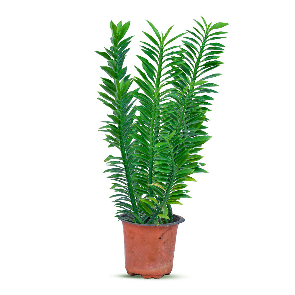 an image of pedilanthus green plant