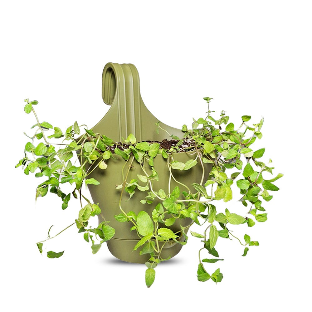 Vertical Hanging Pot with Mint