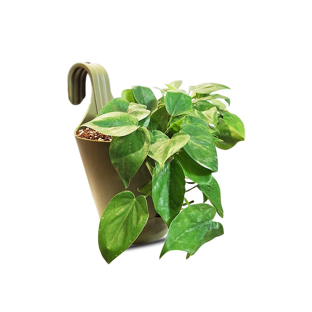 money plant in a vertical hanging pot