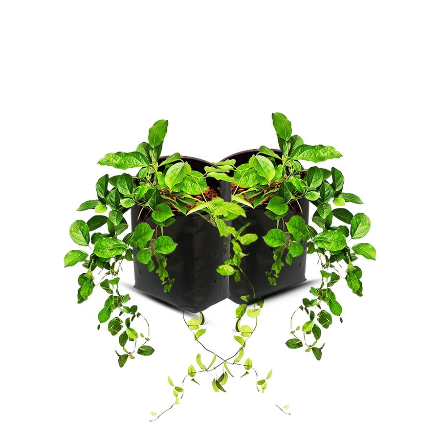 Cat's Claw 2 plant combo