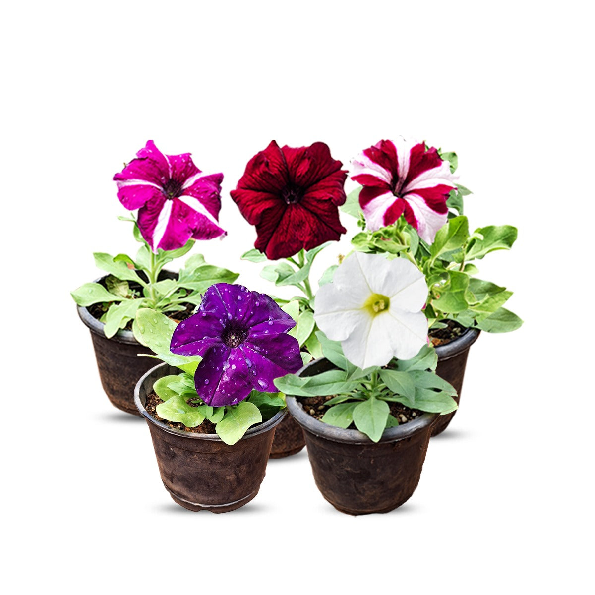 Single Petunia  5 plant Combo