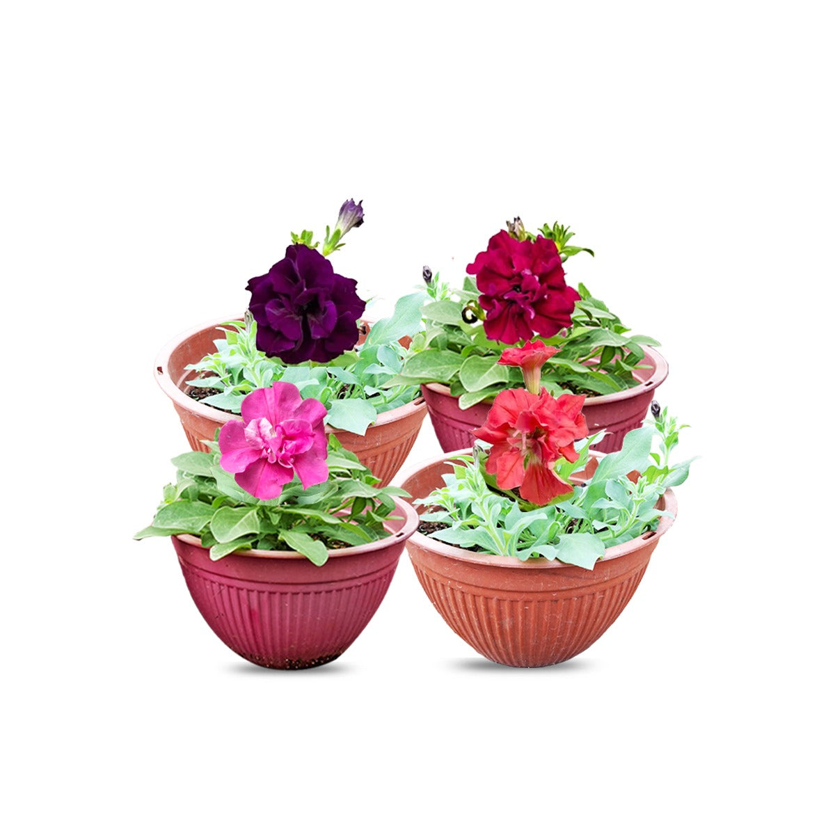 Double Petunia 4 Plant Combo