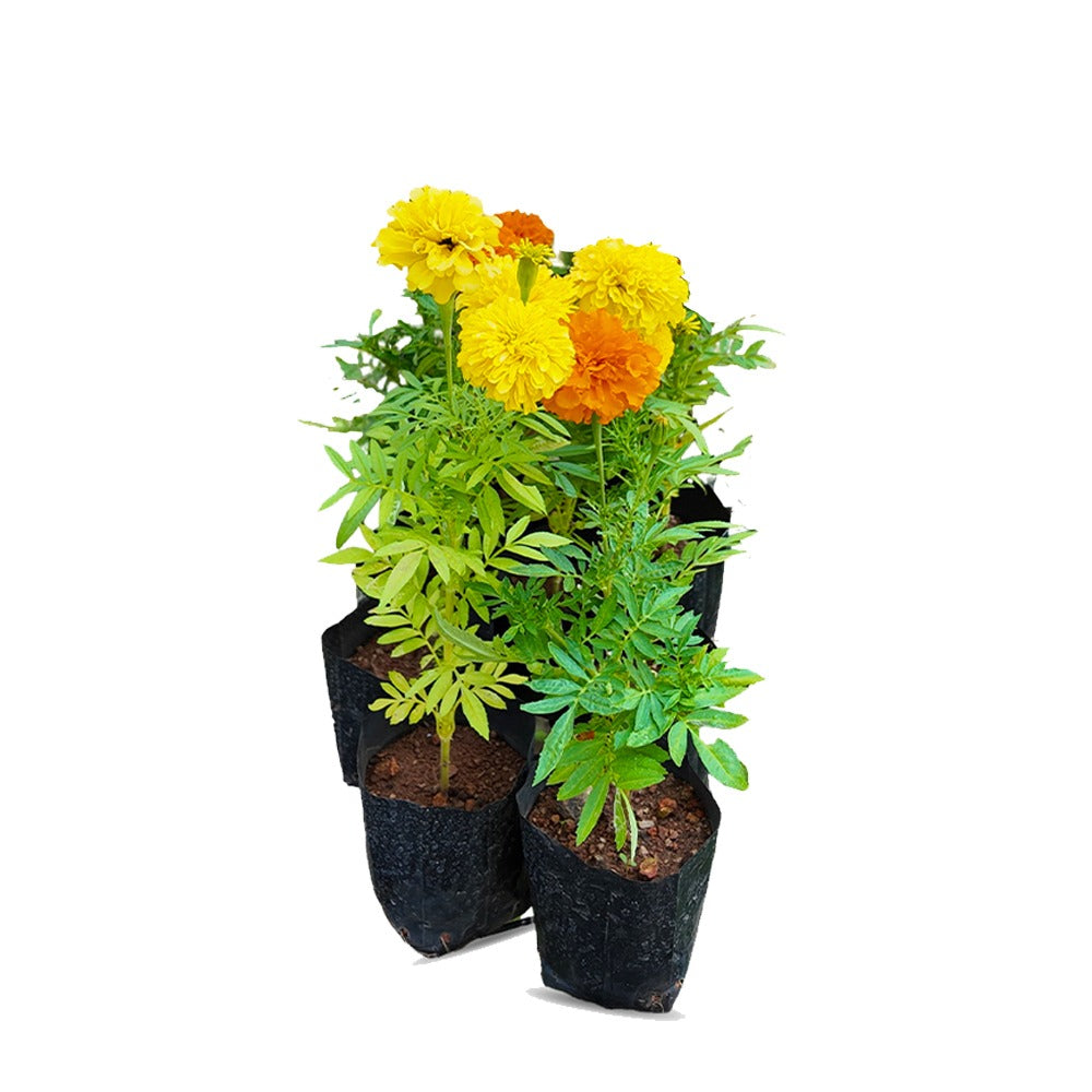 Inca Marigold 6 Plant