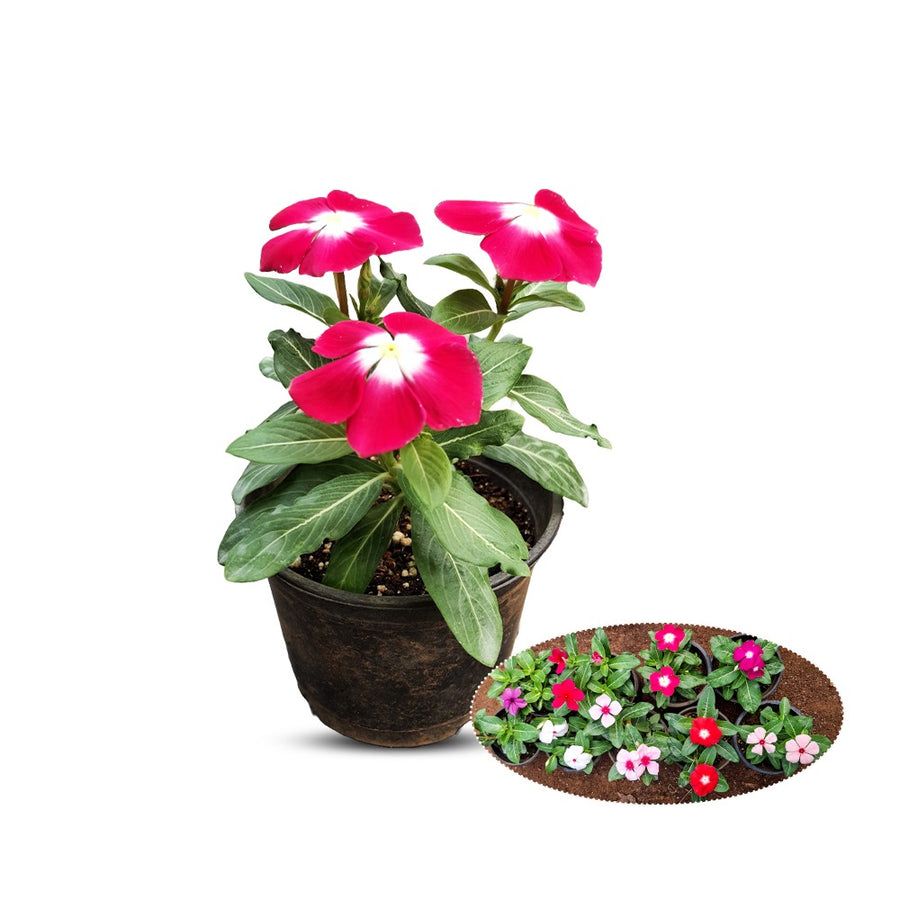 Vinca – 10  Plant