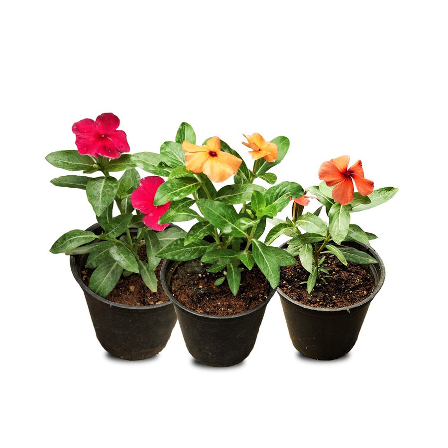 Tattoo vinca 3 Plant