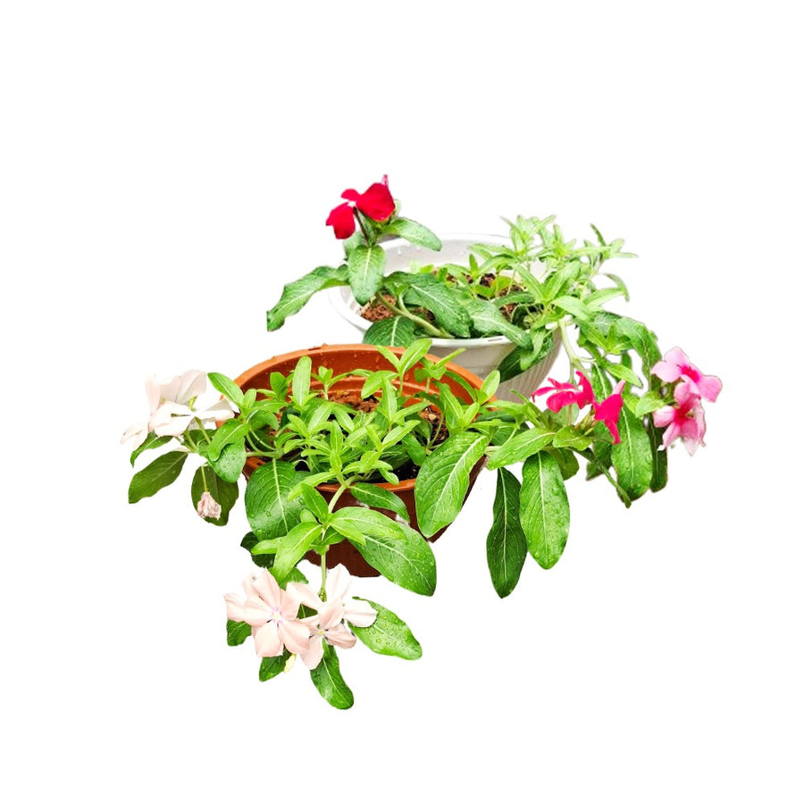 Hanging Vinca 4 Plant