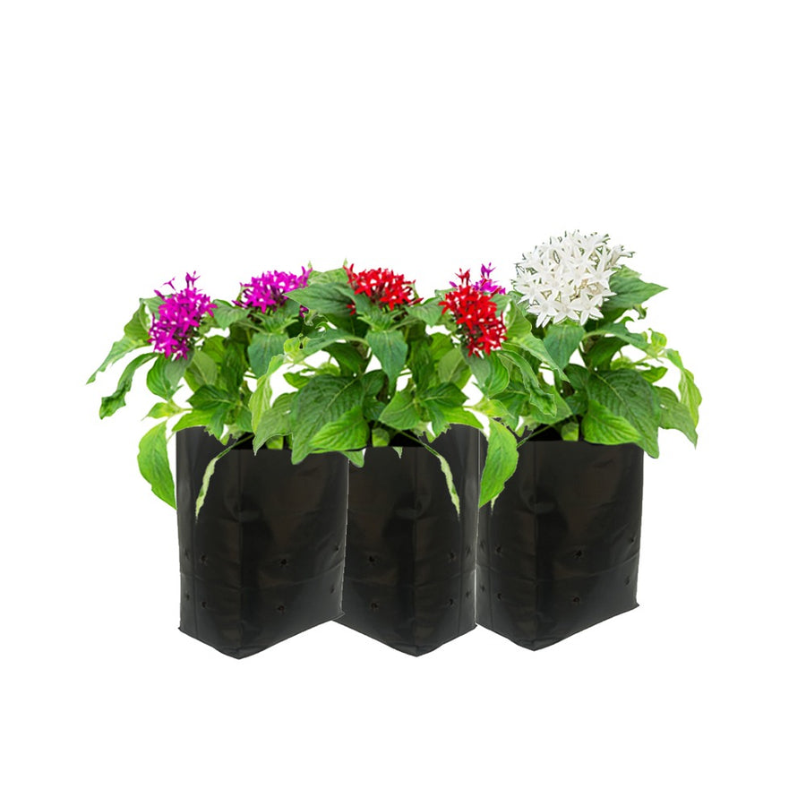 Pentas 3 plant