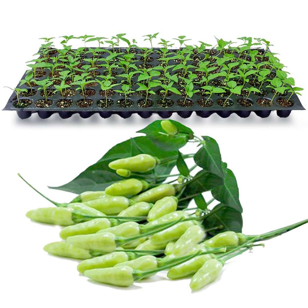 an image of white kanthari seedling tray