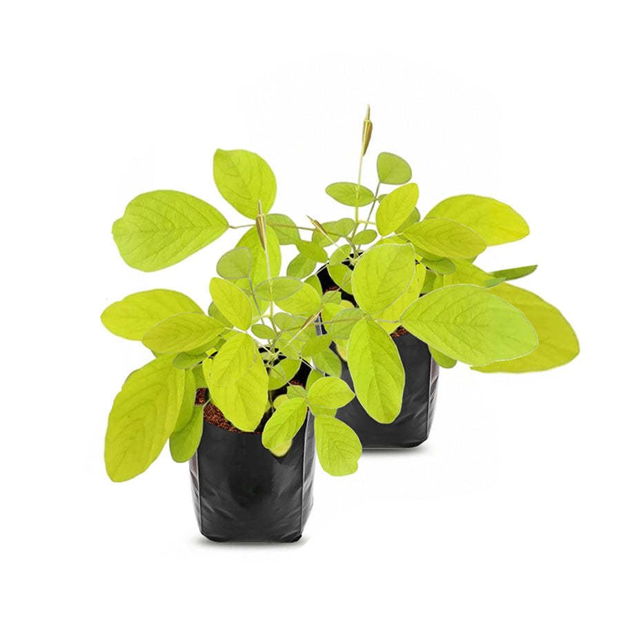 Golden Desmodium 2 plant combo