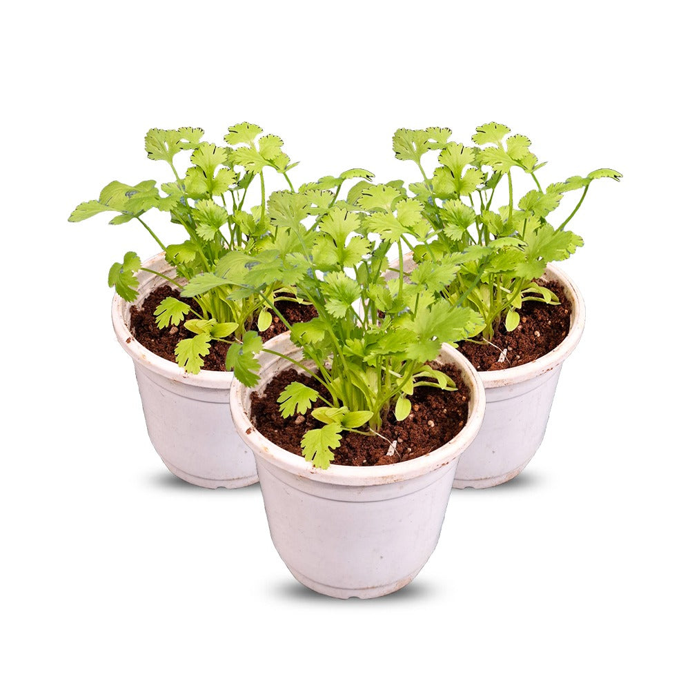 coriander leaf for wbsite