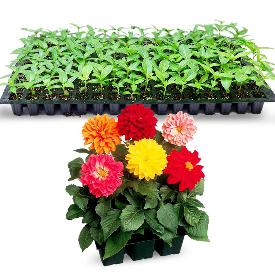 an image of mixed dahlia flower and seedlings in a tray