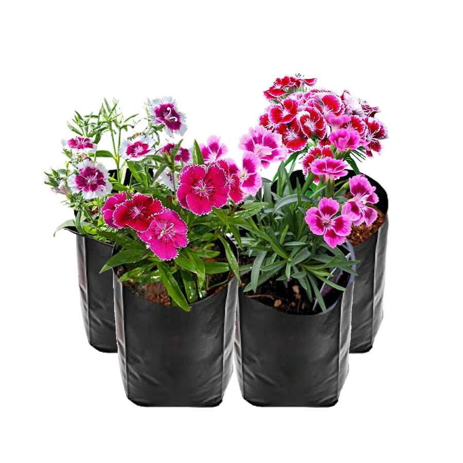 Dianthus 4 Plant Combo
