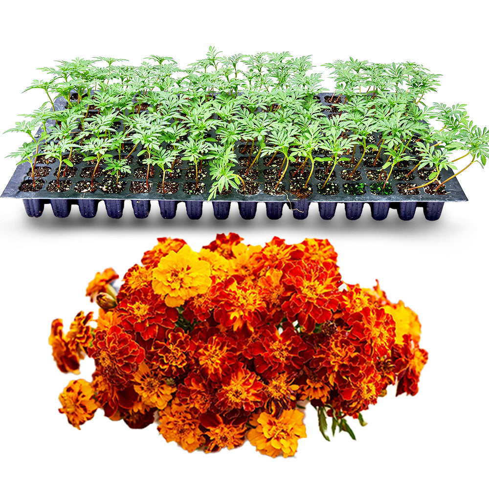 image of french marigold seedlings in a tray with some marigold flowers