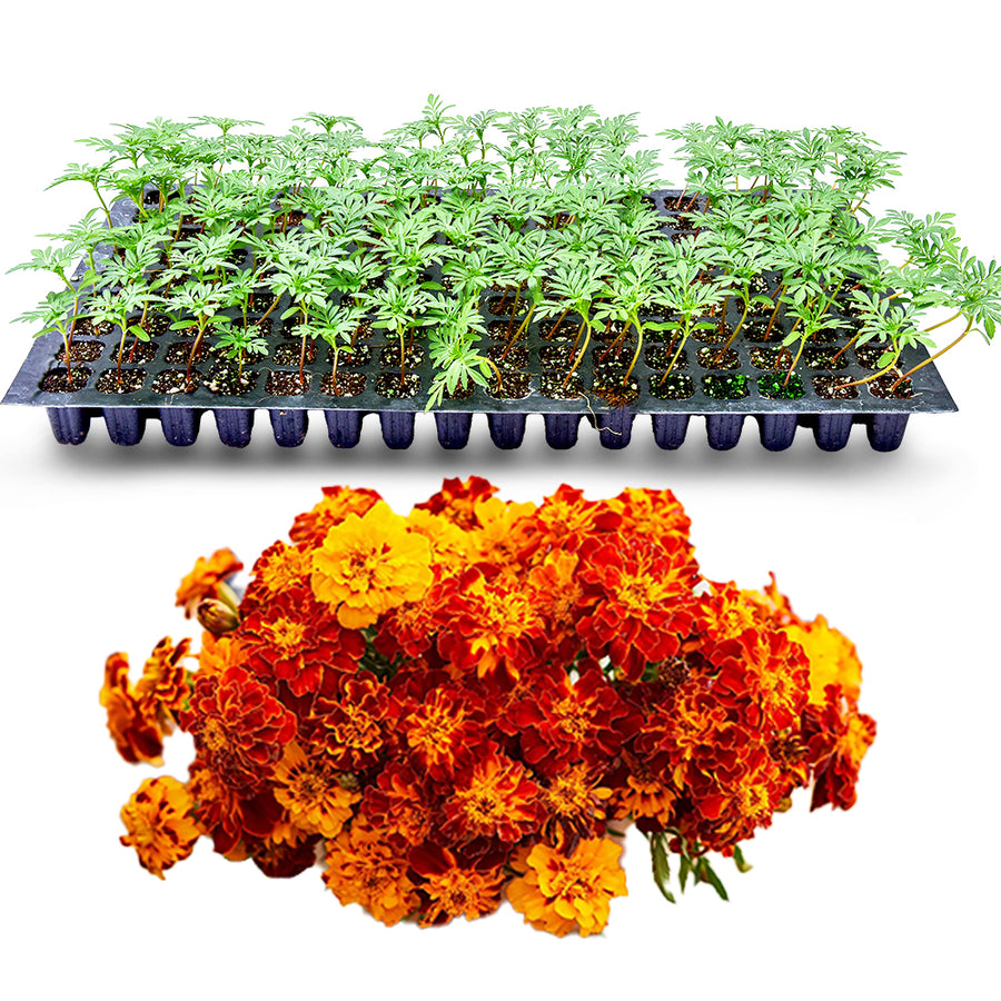 image of french marigold seedlings in a tray with some marigold flowers
