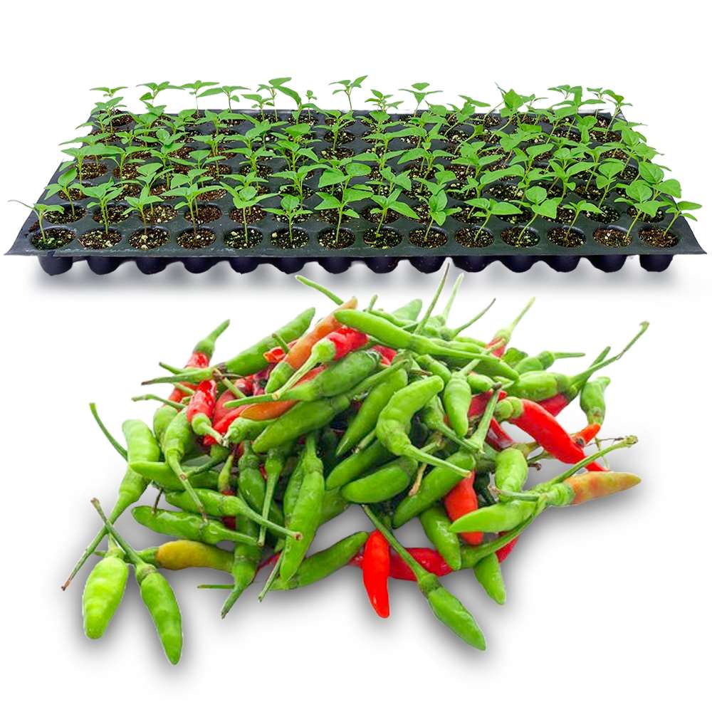 an image of green kanthari seedling tray