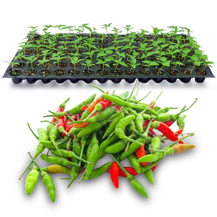 an image of green kanthari seedling tray