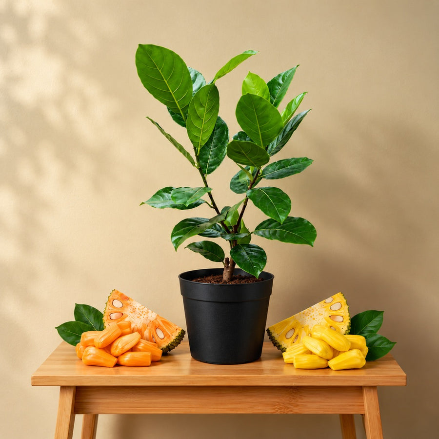 Vietnam Super Early Jackfruit Plant