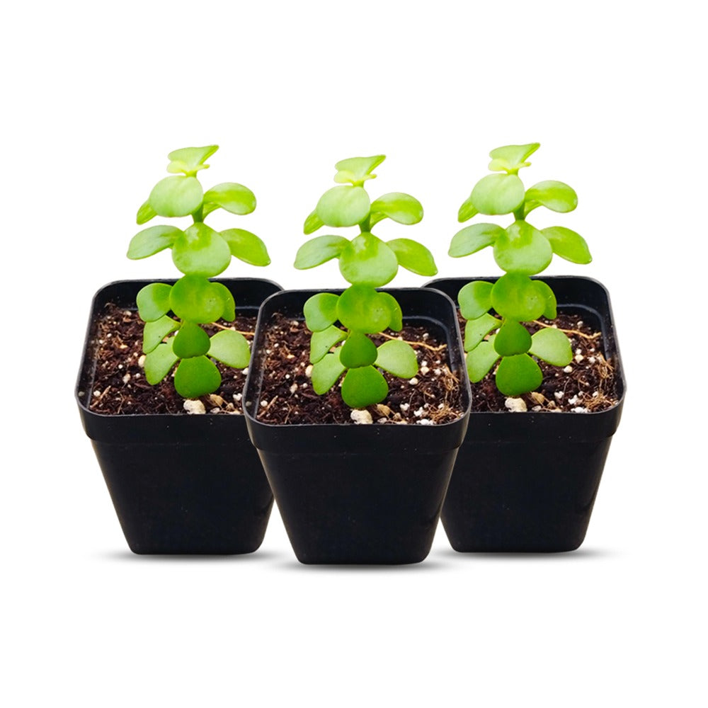 jade plant website