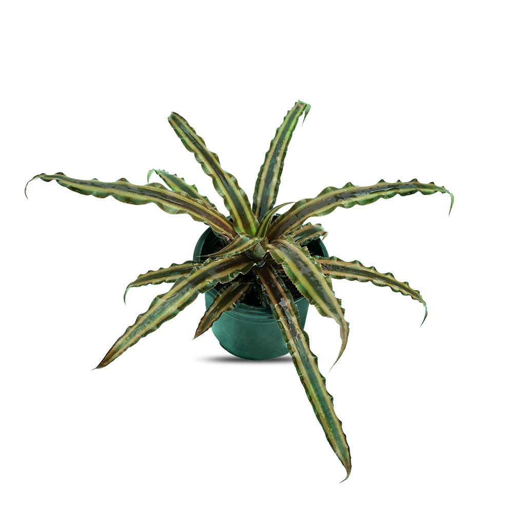an image of Cryptanthus green white plant in a pot
