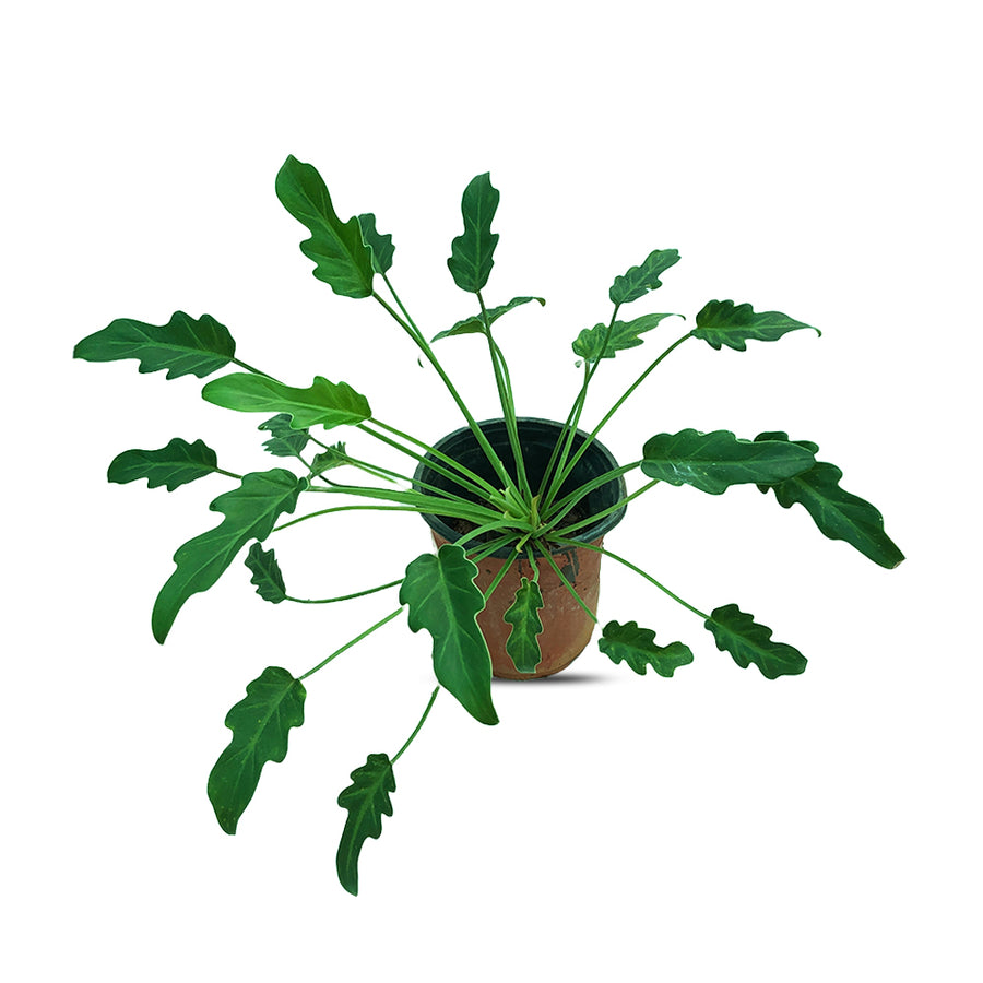 an image philodentron xanadu plant