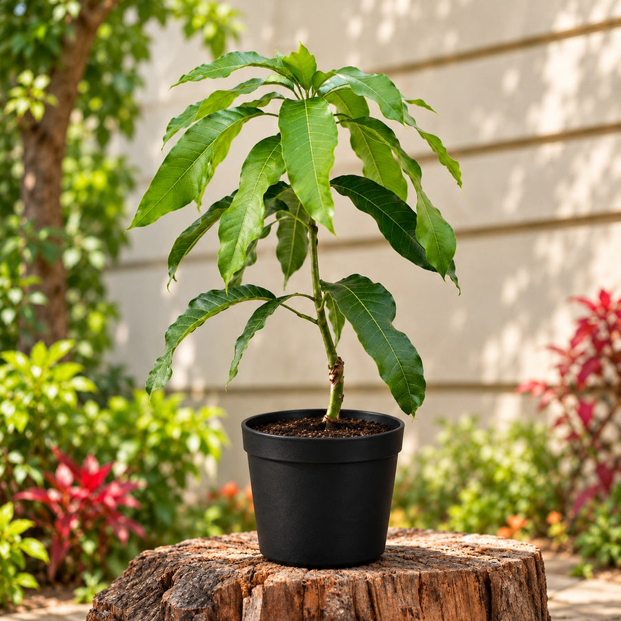 Mango Plant