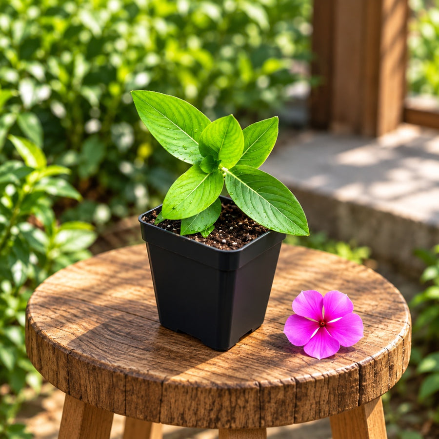 Hanging Vinca Young Plant (Violet)