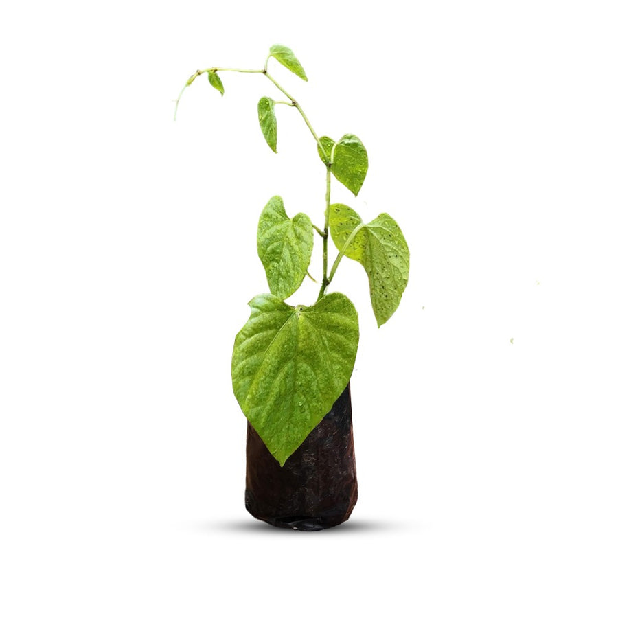 princess vine