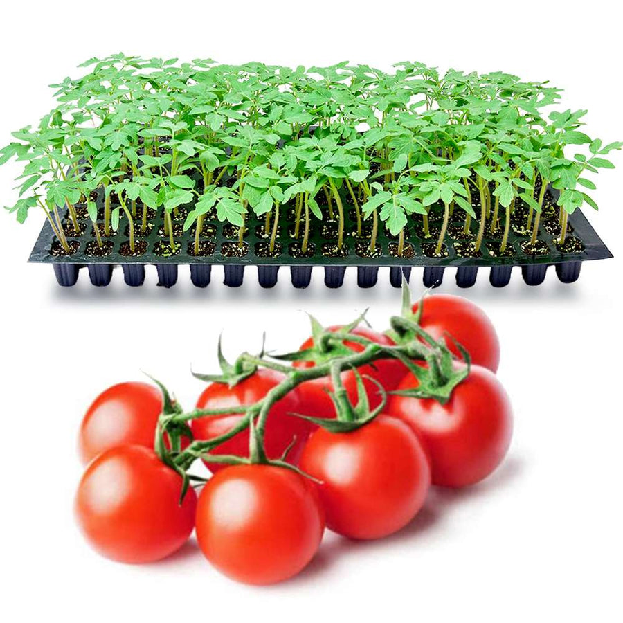 an image of PKM tomato seedlings