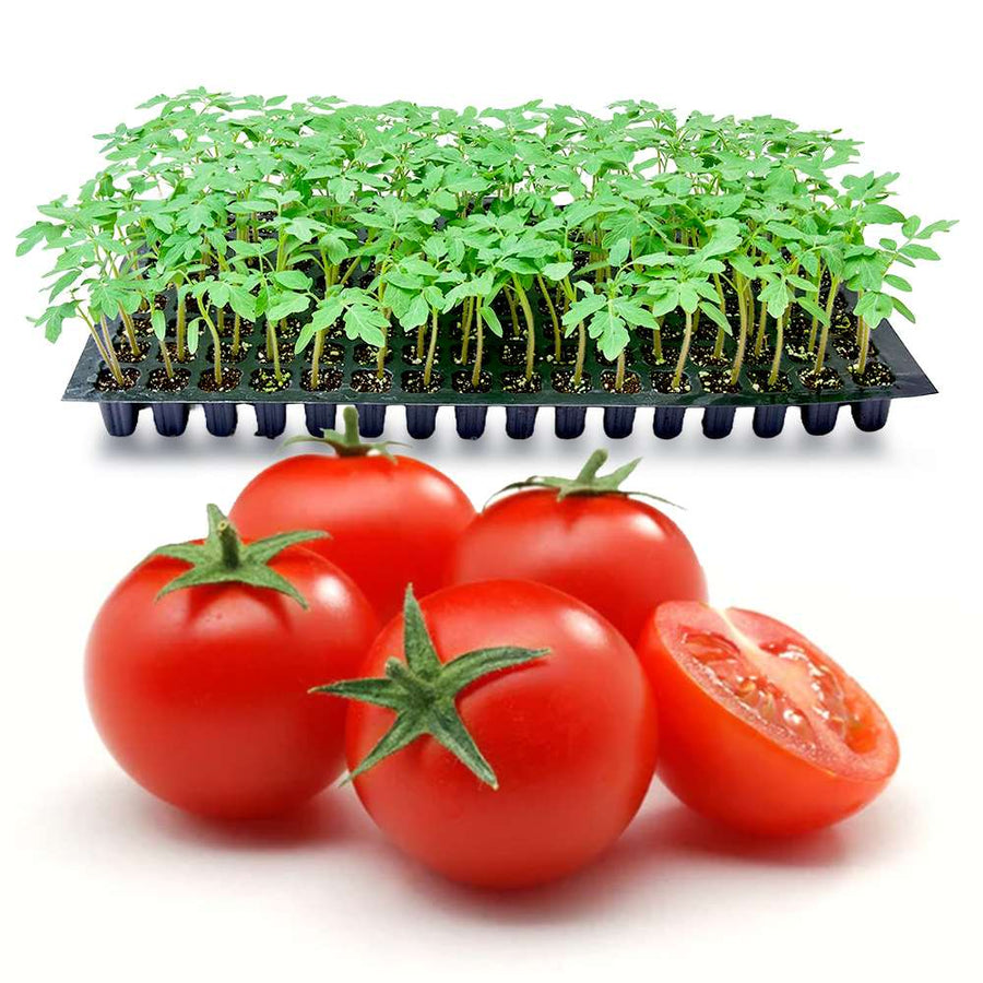 an image of tomato seedlings shivam variety