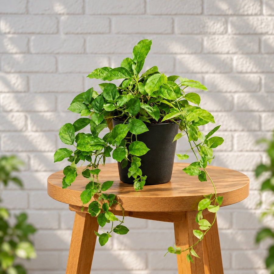 Cat's Claw Creeper Plant