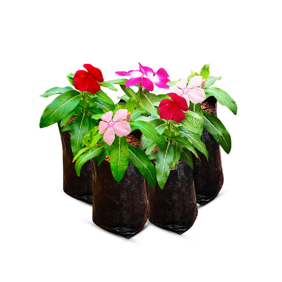 vinca pic