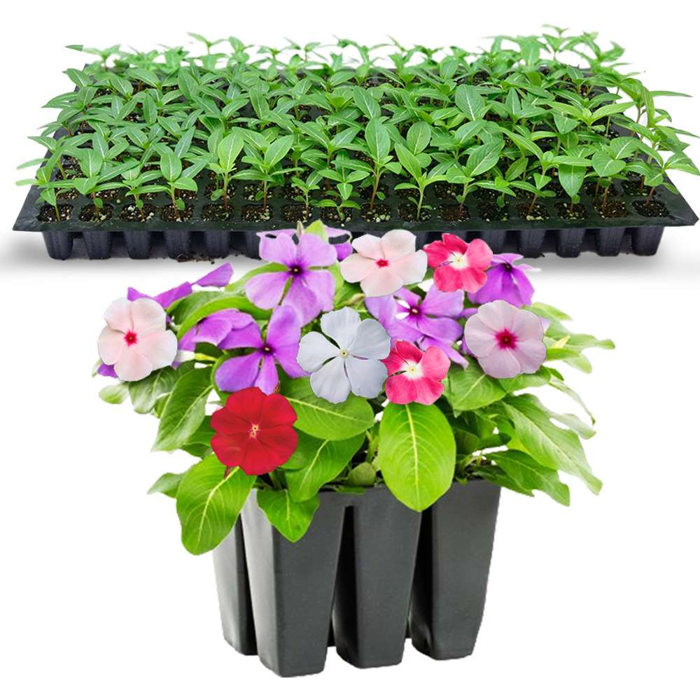 an image of mixed vinca flowers and seedlings