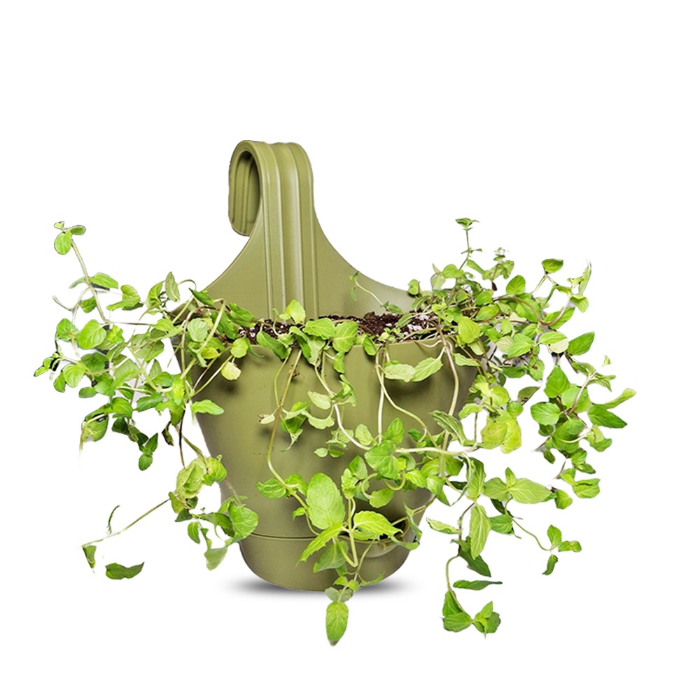 caring for an philodendron domesticum Philodendron Domesticum Variegata