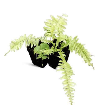 fern combo