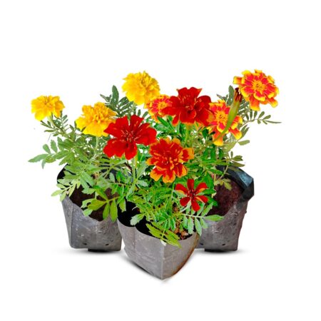 french marigold