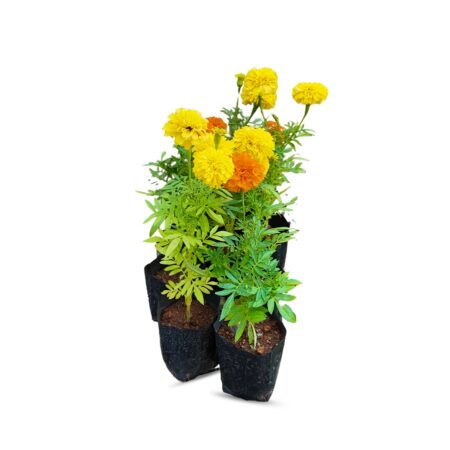 marigold inca combo